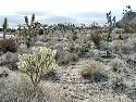 Click to see 5-cholla.jpg