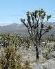Click to see 6-joshuatree.jpg