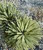 Click to see 7-leaves.jpg